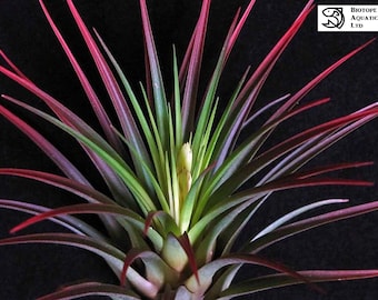 Tricolor Melanocrater air plant - red tillandsia - airplant - easy care house decoration - use with artificial reindeer moss