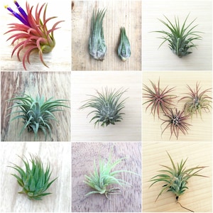 Op de afbeelding: Een collage van tien verschillende luchtplanten, die verschillende maten, vormen en kleuren laten zien. De planten worden gepresenteerd op verschillende houten oppervlakken.