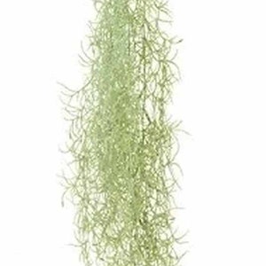May include: A long strand of light green Spanish moss, a type of air plant, hanging down. It is a popular choice for floral arrangements and home decor.