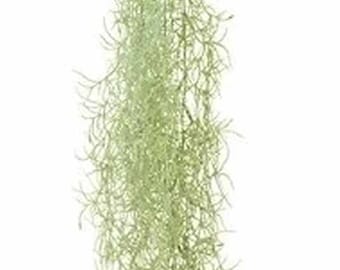 Op de afbeelding: Een lange streng lichtgroen Spaans mos, een soort luchtplant, hangend naar beneden. Het is een populaire keuze voor bloemstukken en interieurdecoratie.