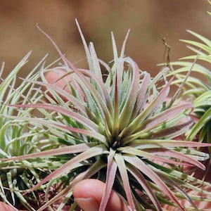 3 x IONANTHA airplant set - red, green & rubra - wedding gift, favours, table decoration - birthday present, thank you