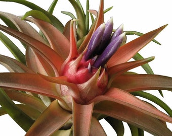 Tillandsia BRACHYCAULOS MULTIFLORA pianta aerea - pianta aerea - decorazione per la casa di facile manutenzione - da usare con muschio di renna artificiale