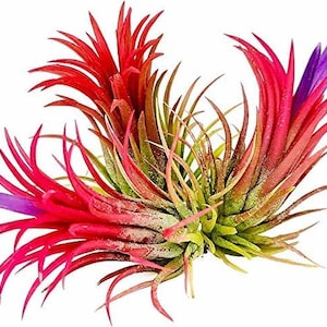 3 x Air Plant Ionantha Red - Tillandsia Iona Rubra Fuego - Live Red House Garden Plants