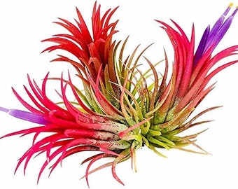 Op de afbeelding: Een groep luchtplanten met rood, roze en groen blad. De planten hebben een stekelige textuur en zijn op een natuurlijke, organische manier gerangschikt.