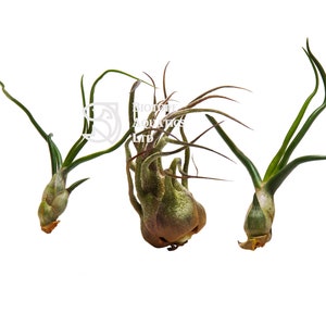 Air Plant - TWISTY & CURLY  SPECIES - Tillandsia live house decoration, No Soil - airplant easy care