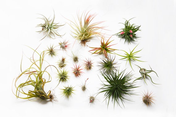 TILLANDSIA CON SUPPORTO CORDA tg. L - vivereAcolori Shop