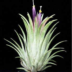 Large Ionantha IONANTHA air plant - tillandsia - airplant - easy care house decoration - use with artificial reindeer moss
