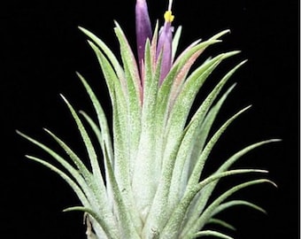 Ionantha IONANTHA air plant - tillandsia - airplant - easy care house decoration - use with artificial reindeer moss