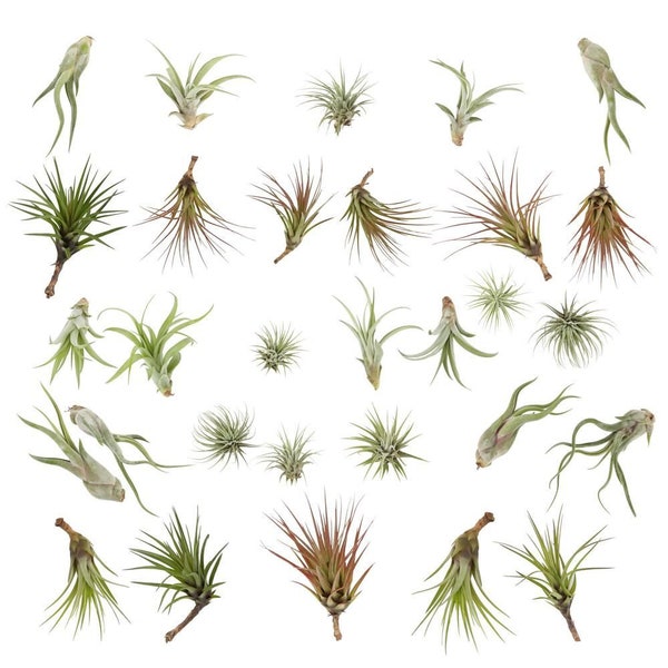 Air Plant Mix - Zestaw Tillandsia Terrarium - Air Plant Gift - Prezent roślinny - Biurko biurowe Plant - Rośliny domowe - Airplant Display - Tillandsia