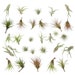 see more listings in the Air plants -loose plants section