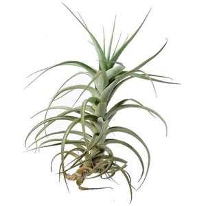 Tillandsia BERGERI RARE air plant blue violet flower airplant easy care house decoration use with artificial reindeer moss image 5