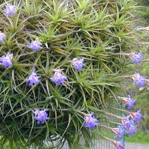 Tillandsia BERGERI RARE air plant blue violet flower airplant easy care house decoration use with artificial reindeer moss image 1