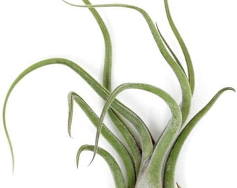 Tillandsia CAPUT MEDUSAE air plant - airplant - easy care house decoration - for reindeer moss or jellyfish