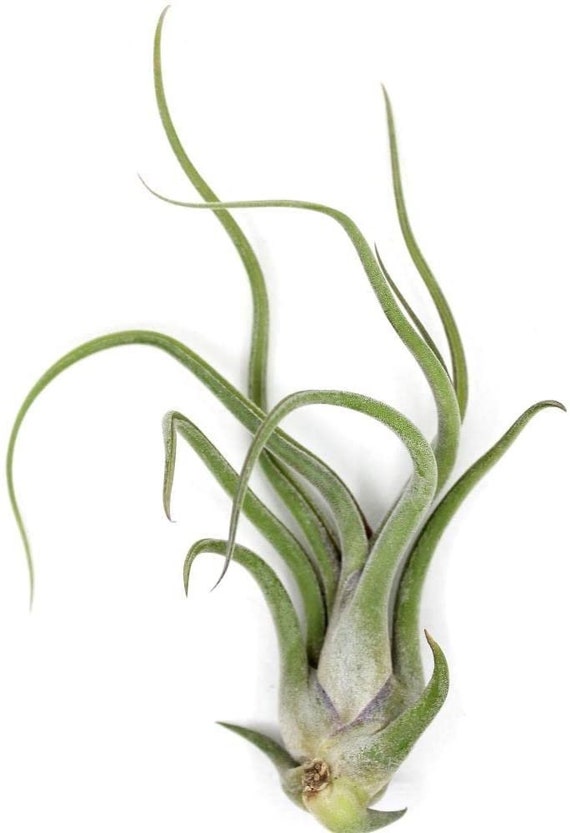 Tillandsia CAPUT MEDUSAE air plant - airplant - easy care house decoration  - for reindeer moss or jellyfish