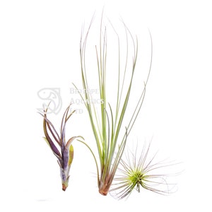Air Plant - UNIQUE SHAPE PACK - Tillandsia live house decoration, No Soil - airplant easy care