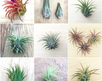 Planta de aire de Tillandsia - PICK AND MIX - Decoración de la oficina de la casa del terrario en vivo - Regalo de bodas de cumpleaños - Easy Care Houseplant Airplant