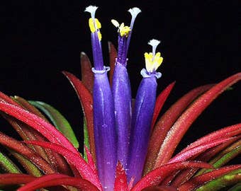 Ionantha Rubra plante aérienne - tillandsia rouge - airplant - décoration de maison facile d’entretien - utilisation avec de la mousse de renne artificielle