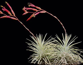 Tillandsia ARGENTEA air plant - airplant - easy care house decoration - use with artificial reindeer moss