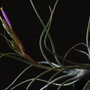 Tillandsia BUTZII air plant airplant easy care house decoration for reindeer moss or jellyfish image 2