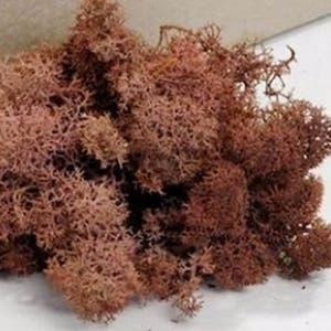 Peut inclure: Un grand tas de mousse de renne séchée de couleur brun clair. La mousse est très délicate et a une texture plumeuse.