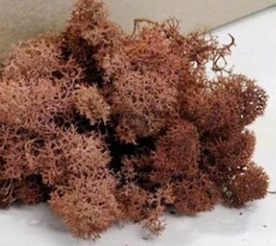 Jokapy Preserved Moss for Crafts Reindeer Moss Artificial Moss for