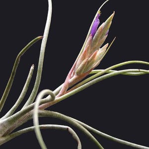Tillandsia BUTZII air plant airplant easy care house decoration for reindeer moss or jellyfish image 1