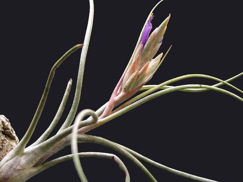 Tillandsia BUTZII air plant airplant easy care house decoration for reindeer moss or jellyfish image 1