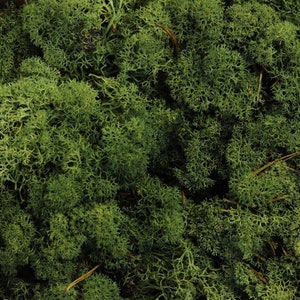 May include: A close-up of a large amount of preserved green moss. The moss is soft and fluffy, and it has a natural, earthy look.