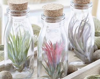 Air Plant in Glass Jar - Bouteille en liège Tillandsia Airplant - Kit de plantes d’intérieur - Mariage, Anniversaire, Cadeau de Noël