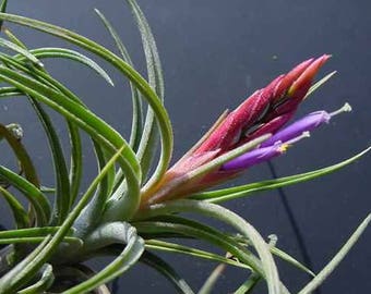 BAILEYI air plant - silver tillandsia - airplant - easy care house decoration - use with artificial reindeer moss