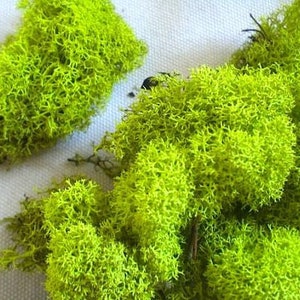 Moss Artificiale APPLE GREEN - muschio di renna conservato per le piante d'aria, tillandsia, fioristi, cesto appeso, decorazione aeroplano