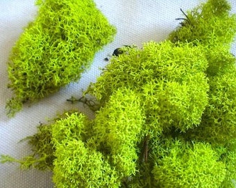 Artificial Moss | APPLE GREEN - preserved reindeer moss for air plants, tillandsia, floristry, hanging basket, airplant decoration