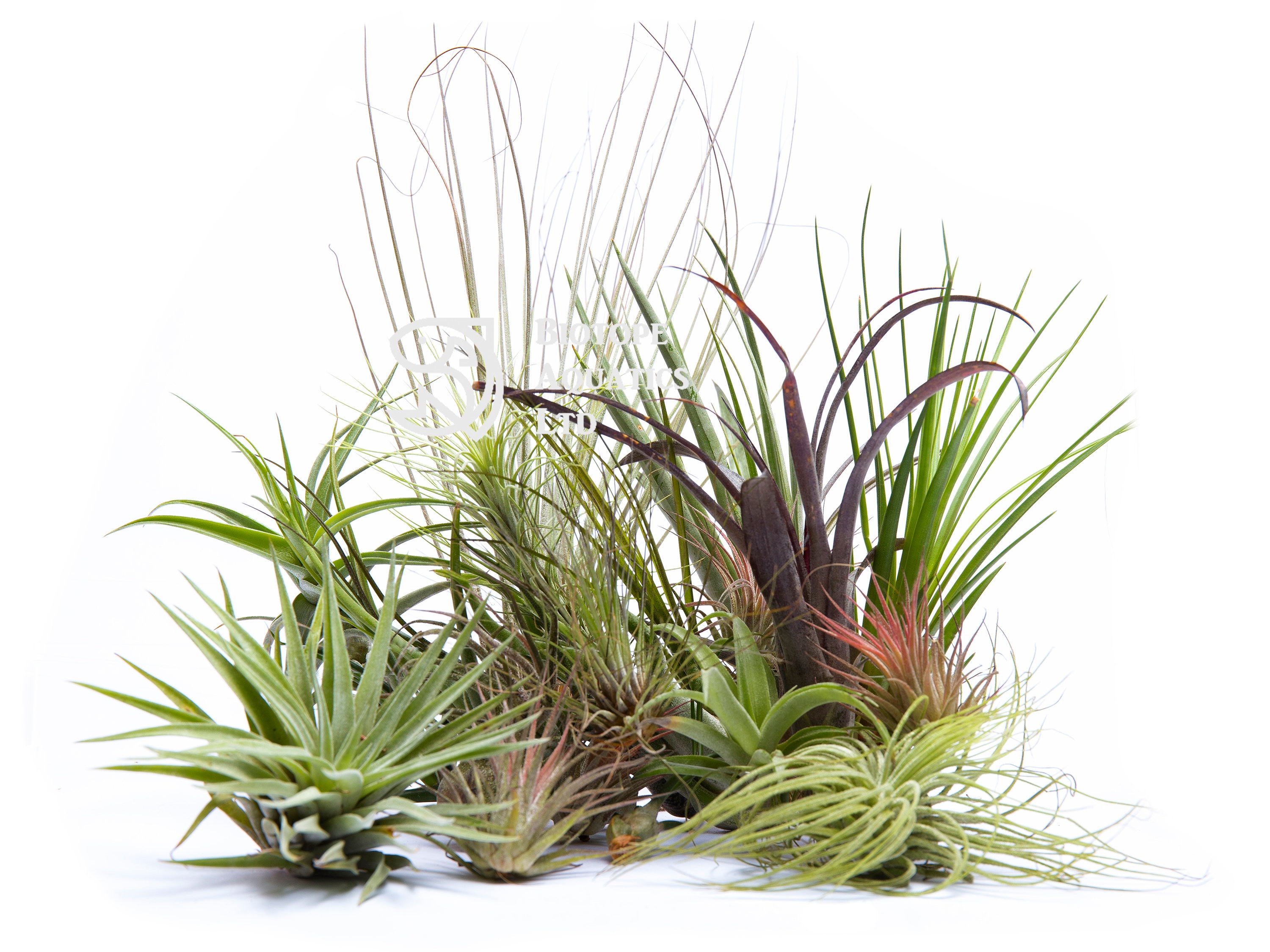 No Soil House Plant Air Plant Tillandsia pick and mix Etsy