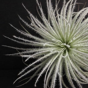 Tillandsia TECTORUM SNOWY WHITE Zeldzame luchtplant - airplant - onderhoudsvriendelijke huisdecoratie - te gebruiken met kunstmatig rendiermos