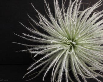 Tillandsia TECTORUM SNOWY WHITE Rare air plant - airplant - easy care house decoration - use with artificial reindeer moss