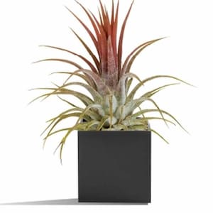 KalaMitica Pots - Magnetic Airplant Holder Planter - ALL SIZES - Tillandsia House Office Plant Chalkboard Kit