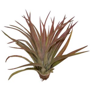 May include: A close-up of a small air plant with long, thin, reddish-brown leaves. The plant is growing in a pot and has a natural, organic look.