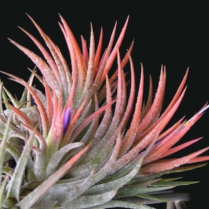 Ionantha Scaposa air plant - red tillandsia - airplant - easy care house decoration - use with artificial reindeer moss