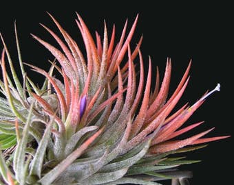 Pode incluir: Um close-up de uma planta de ar rosa e verde com uma flor roxa. A planta tem folhas longas e finas que são dispostas em espiral.