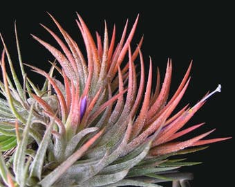 LARGE Ionantha Scaposa air plant - red tillandsia - airplant - easy care house decoration - use with artificial reindeer moss