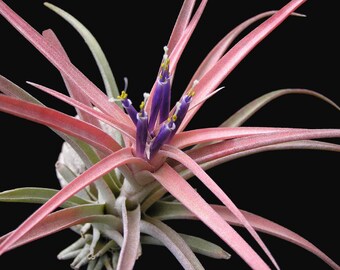 LARGE Tillandsia CAPITATA PEACH air plant - airplant - easy care house decoration - use with artificial reindeer moss