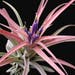 see more listings in the Air plants -loose plants section