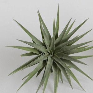 Tillandsia PLAGIOTROPICA air plant - airplant - easy care house decoration - use with artificial reindeer moss