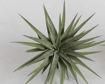 Tillandsia PLAGIOTROPICA air plant - airplant - easy care house decoration - use with artificial reindeer moss