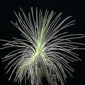 以下が含まれることがあります： 中央から外側に放射状に伸びる、長く細い葉を持つ緑色の植物のクローズアップ。植物は黒い背景に映し出されています。