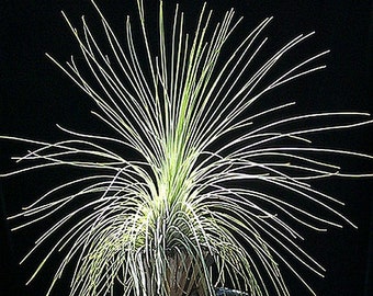 Tillandsia FILIFOLIA pianta aerea - specie di pianta aerea di grandi dimensioni - decorazione per la casa di facile manutenzione - da usare con muschio di renna artificiale