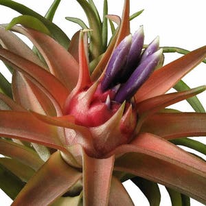 Tillandsia BRACHCAULOS MULTIFLORA air plant - airplant - easy care house decoration - use with artificial reindeer moss