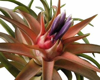 Tillandsia BRACHCAULOS MULTIFLORA pianta aerea - pianta aerea - decorazione per la casa di facile manutenzione - da usare con muschio di renna artificiale