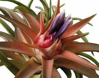 Tillandsia BRACHCAULOS MULTIFLORA air plant - airplant - easy care house decoration - use with artificial reindeer moss