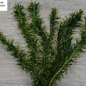 May include: A bunch of green aquatic plants with long, thin leaves. The plants are arranged in a fan shape and are against a light grey background.